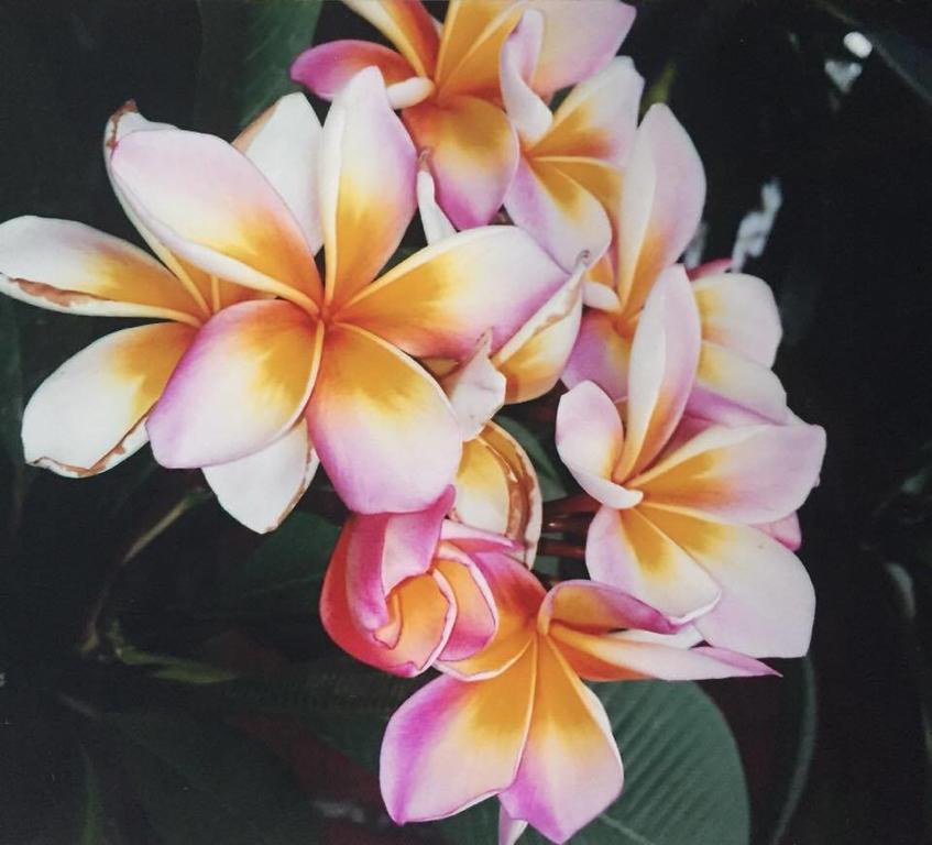 Hanalei Gardens หาดแม่น้ำ ภายนอก รูปภาพ